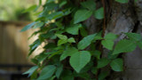 5 Safety Tips to Follow When Working Around Poison Ivy and Poison Oak