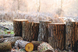 5 Safety Tips to Follow When Using a Log Splitter