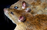 Hantavirus Pulmonary Syndrome 101: What You Should Know