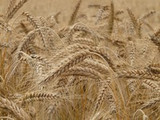 Wheat May Trigger Immune Response in People Without Celiac Disease