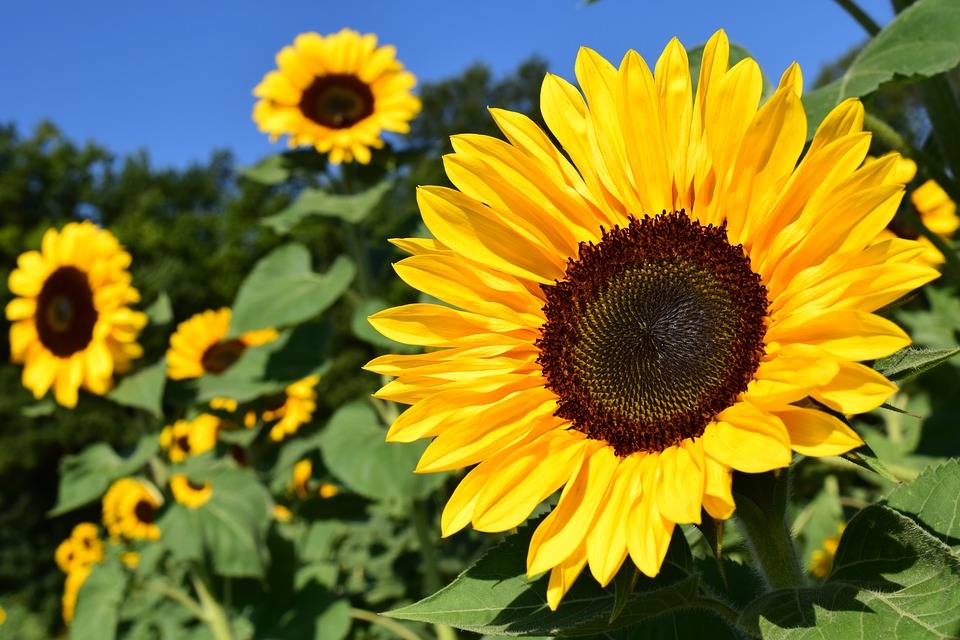 Allergic Contact Dermatitis What You Should Know