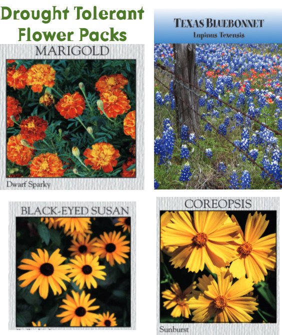 Seed Packets with Custom Logo and Text | Mixed Wildflowers Nature Mix