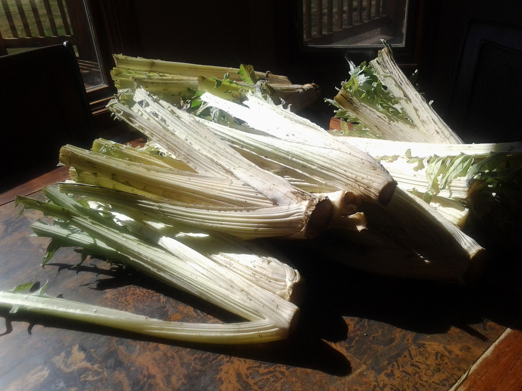 Cardoon is prepared for cooking by removing the spiny leaves and cutting them back.