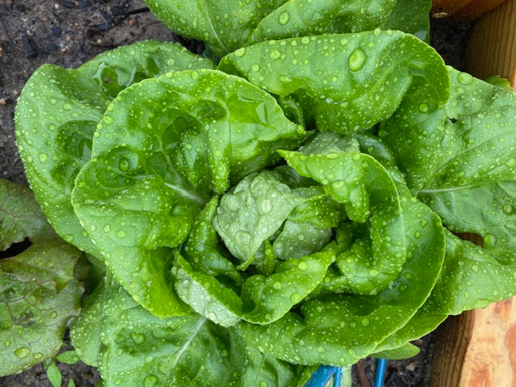 Lettuce Resistente Franchi (79-18)