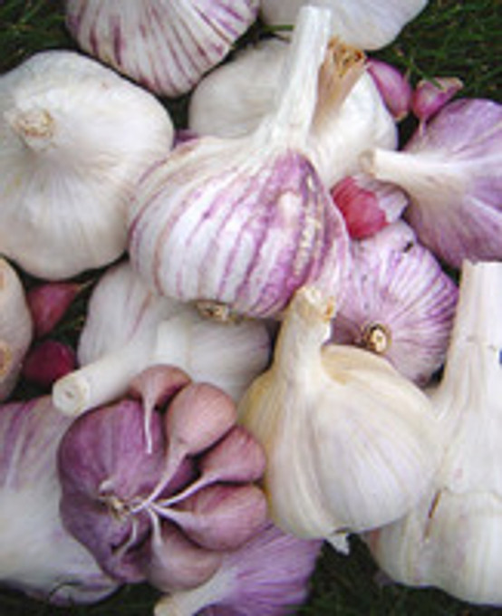 Why grow your own garlic? Here are 10 great reasons