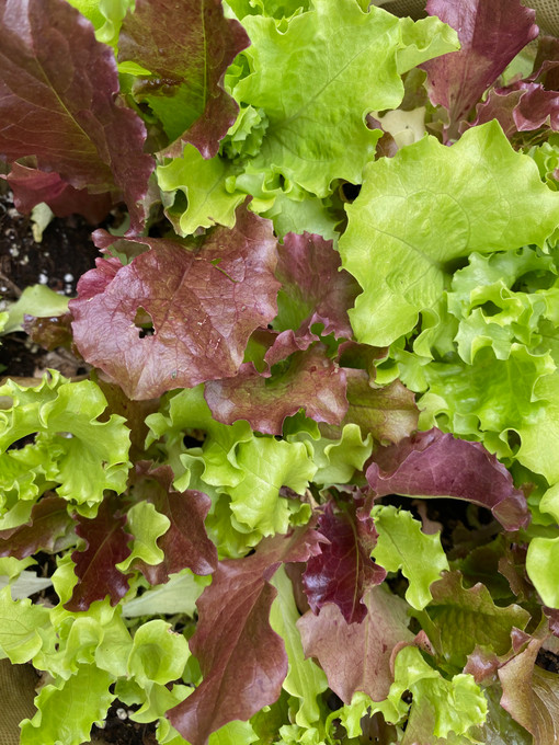 Fall is the time for salads