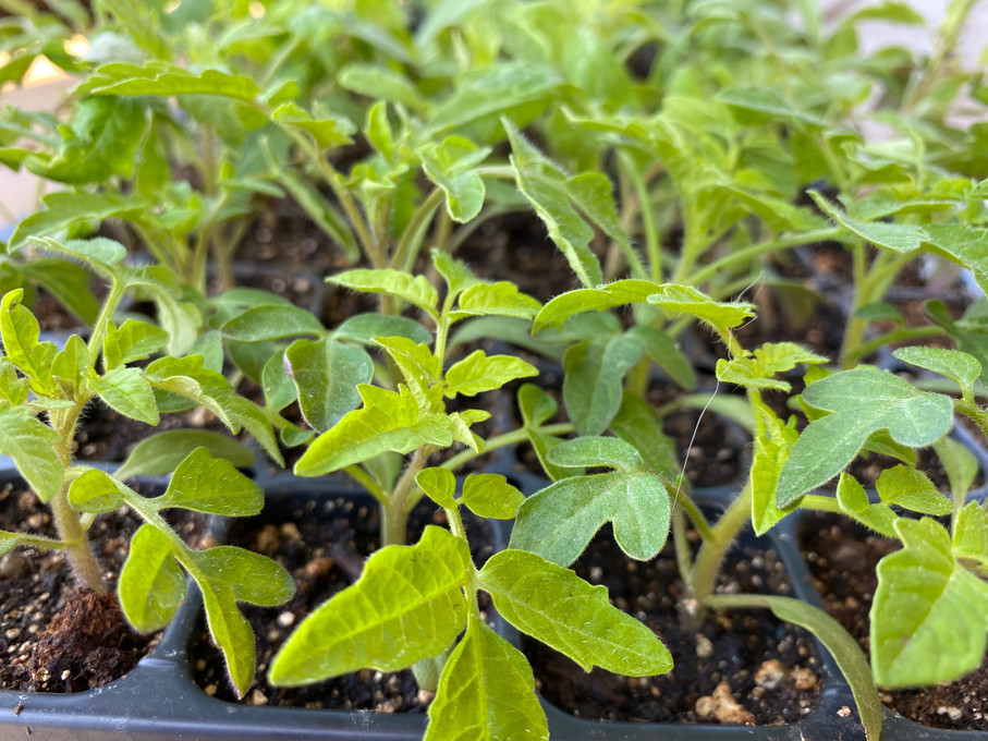 Growing a late crop of tomatoes