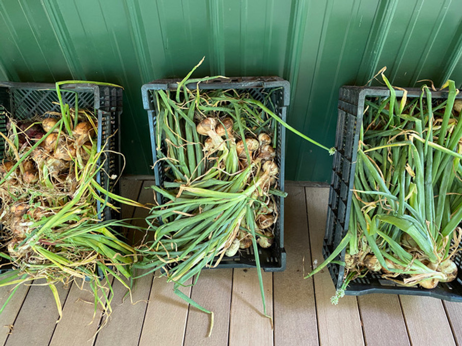 Harvesting and Storing Onions