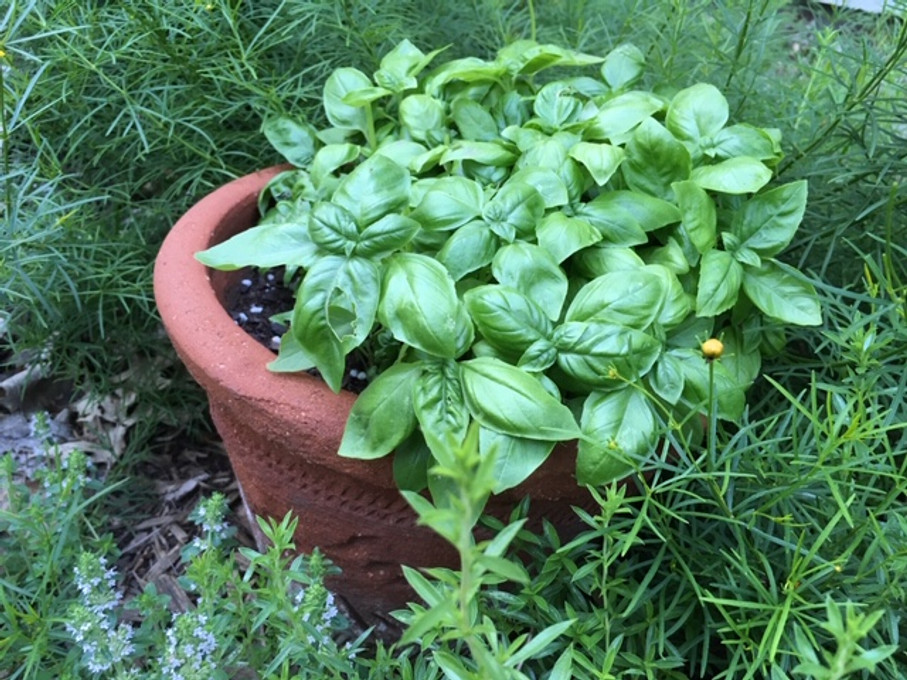 The quickest way to grow basil