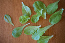 Testa di Burro d'Inverno can be cut in the baby leaf stage for a tender, sweet salad.