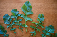 The toothed leaves of Arugula Coltivata should be harvested when 3-6 inches long for the best flavor.