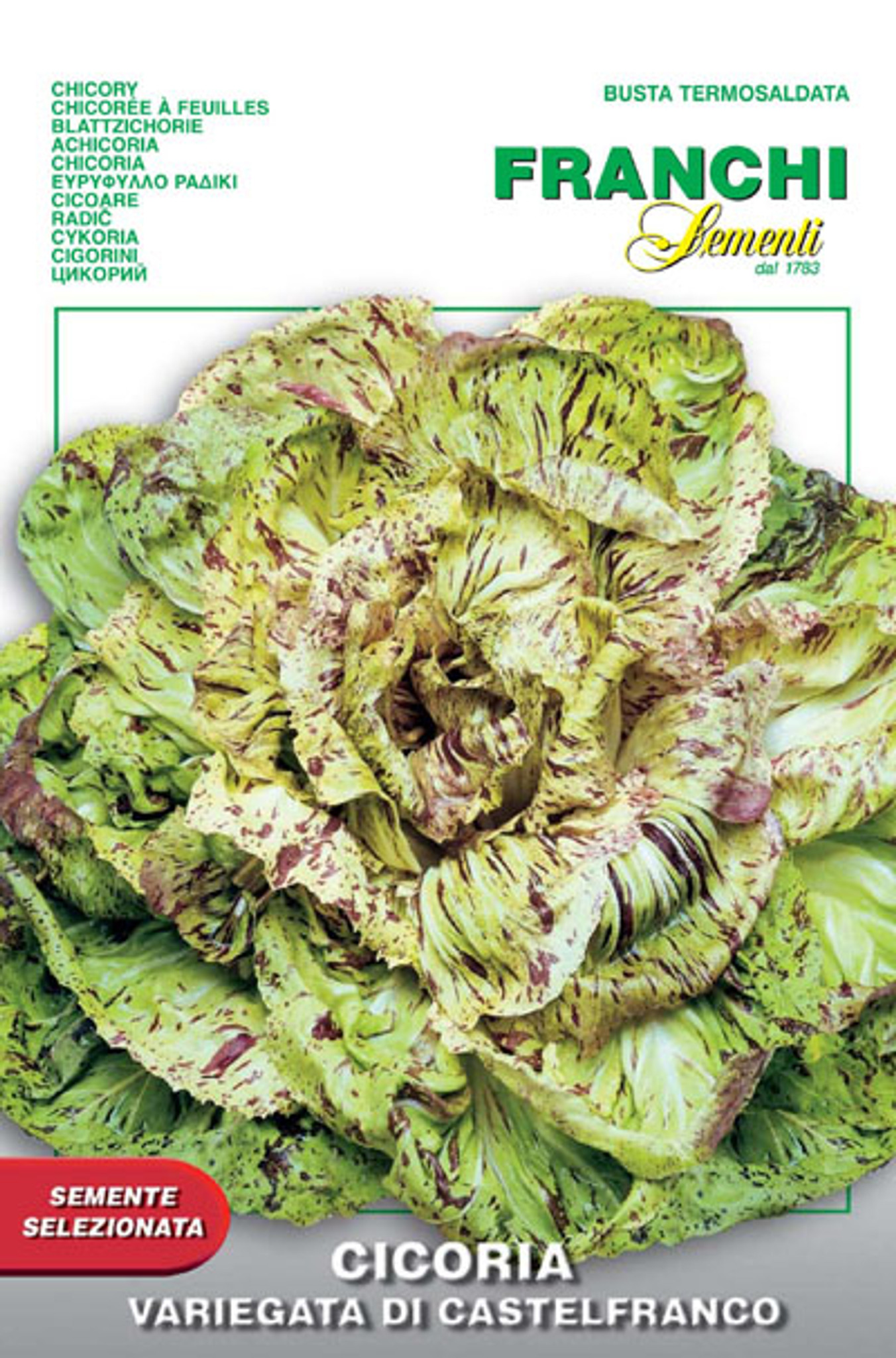 650/3900 Seeds ENDIVE Chicory radicchio Veriegata de Castelfranco Salad 