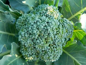 Broccoli - Ramoso Calabrese (25-23)