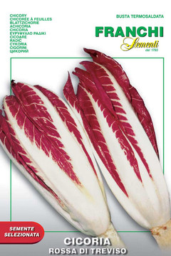 Radicchio Rossa di Treviso (40-4)