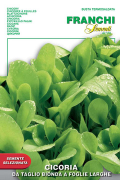 Chicory Bionda a Foglie Larghe (40-25)
