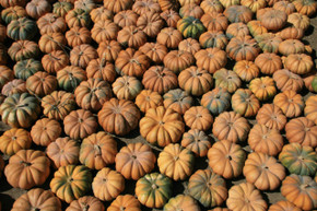 Fall Harvest Moscade de Provence - Mariquita Farm