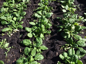 Matador spinach, growing in our Kansas garden on Nov. 10.