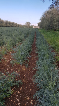 Cavolo Broccolo Spigariello Foglia Riccia