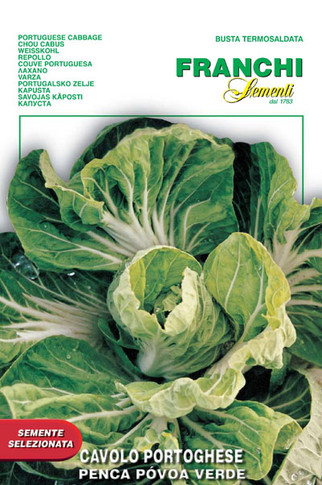 Cabbage Penca Povoa Verde (35-12)