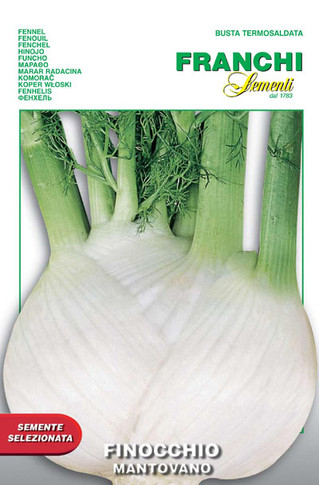 Fennel Finocchio Mantovano (62-6)