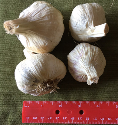 Garlic Early Italian Red - Softneck - 1/4lb