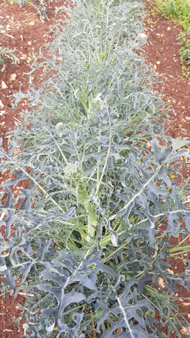 Cavolo Broccolo Spigariello Foglia Riccia