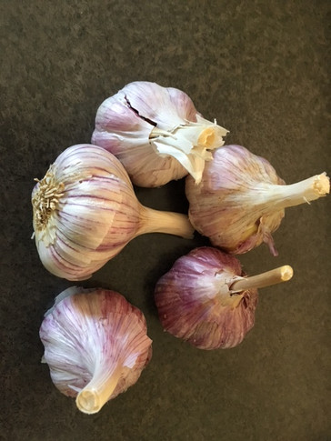 Garlic Chesnok Red - Hardneck - 1/4lb