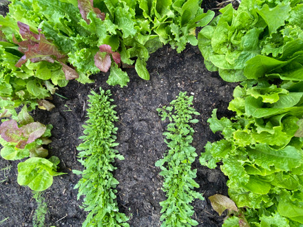 Seeds from Italy