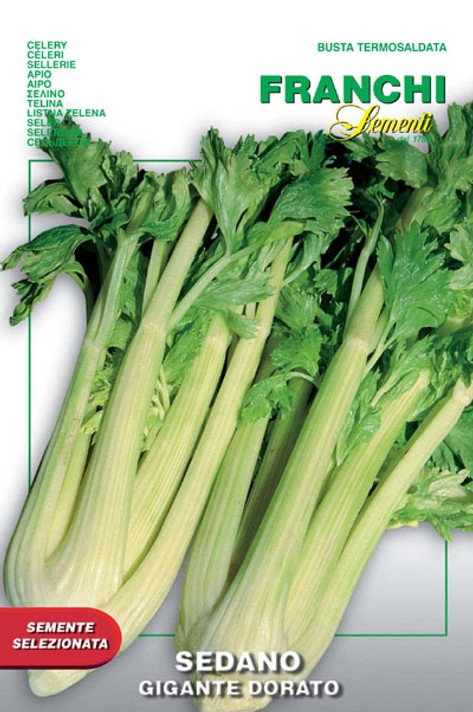 Celery Dorato Gigante 2 (124-19)