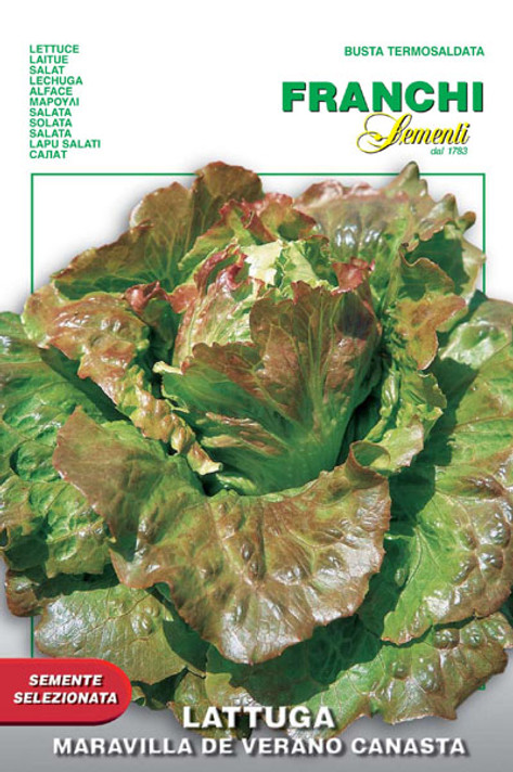 Lettuce Maravilla de Verano Canasta (79-72)