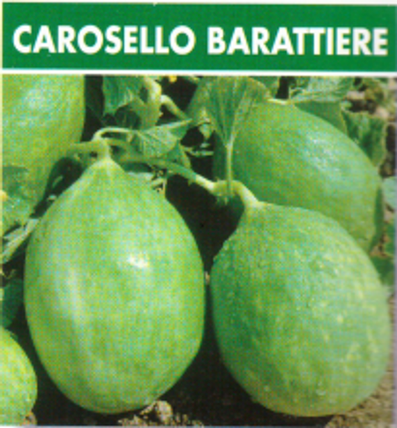 Cucumber Melon Tondo Barattiere (37-52)