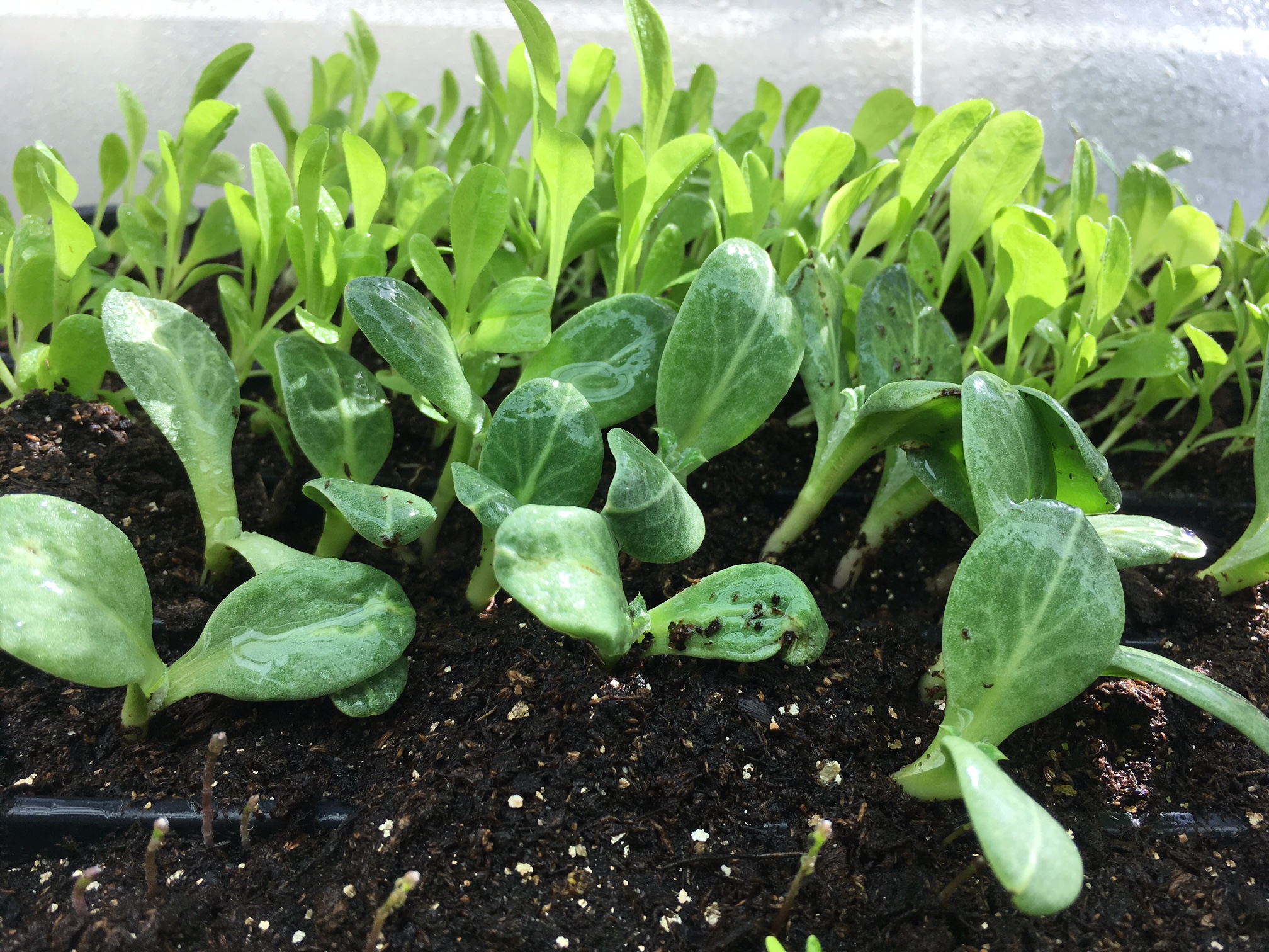 Artichoke seedlings