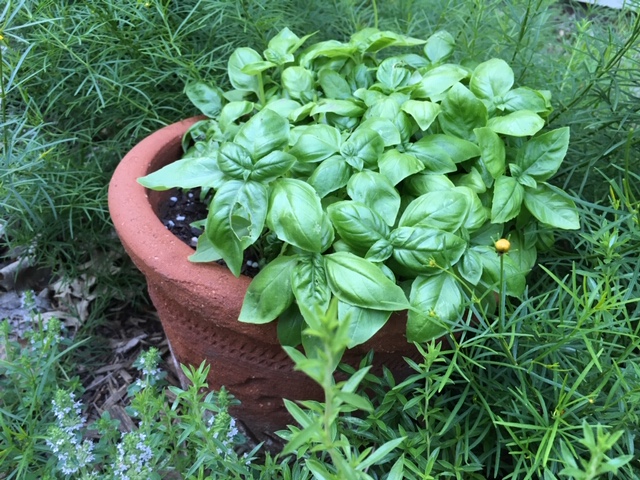 The quickest way to grow basil Seeds from Italy