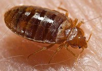 Over 201 Things to Know About Bed Bugs
