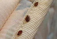 29 Bed Bug Frequently Asked Question