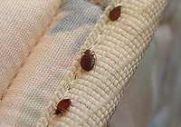 Bed Bugs On Bed