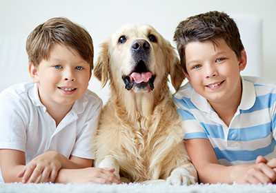 Mattress Protection from pets