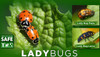 Lady Bug CUP (LIVE) 500 count *In store pick-up ONLY