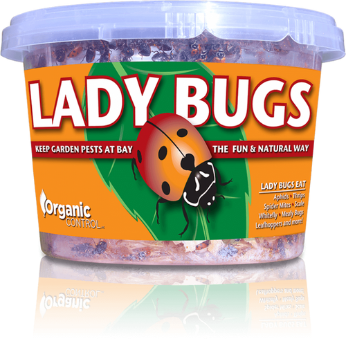 Lady Bug CUP (LIVE) 500 count *In store pick-up ONLY