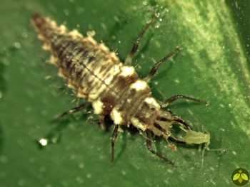 chrysoperla-rufilabris-larva-350x263.jpg