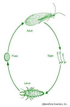 chrysoperla9-232x355.jpg