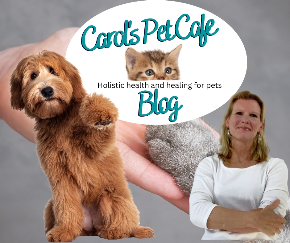 carol-s-pet-cafe-blog.jpg