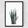 Succulent Set 1 Medium Black Frame