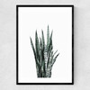 Succulent Set 1 Narrow Black Frame