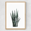 Succulent Set 1 Medium Oak Frame