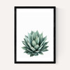 Succulent Set 2