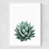 Succulent Set 2 Medium White Frame