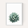 Succulent Set 2
