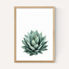 Succulent Set 2