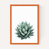Succulent Set 2